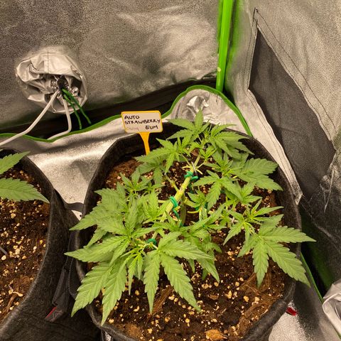 Strawberry Gum growlog timeline photo