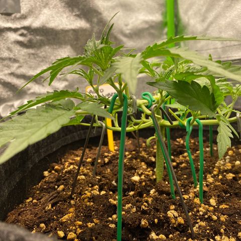 Strawberry Gum growlog timeline photo