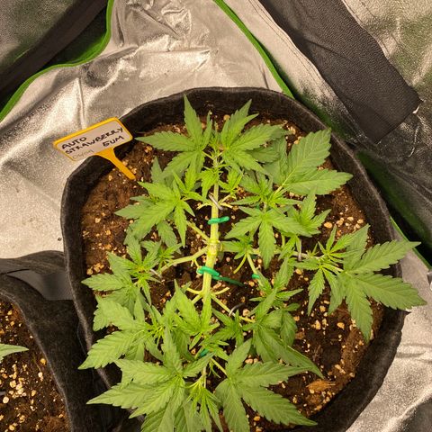 Strawberry Gum growlog timeline photo