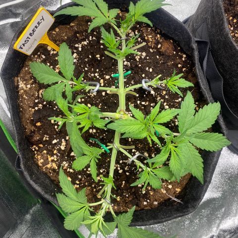 FastBerry growlog timeline photo