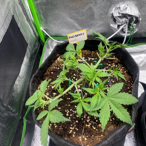FastBerry growlog timeline photo