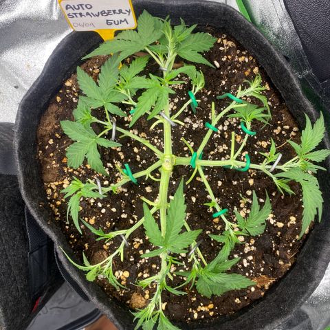Strawberry Gum growlog timeline photo