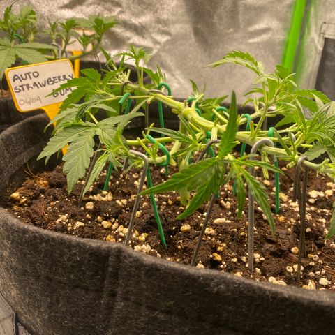 Strawberry Gum growlog timeline photo