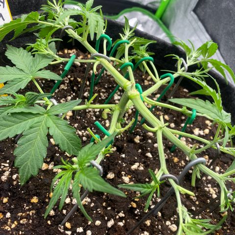 Strawberry Gum growlog timeline photo