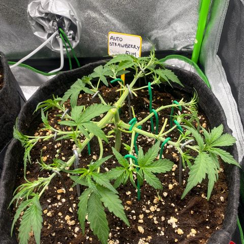 Strawberry Gum growlog timeline photo