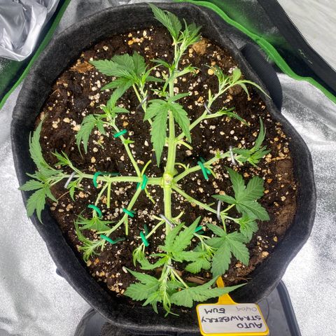 Strawberry Gum growlog timeline photo