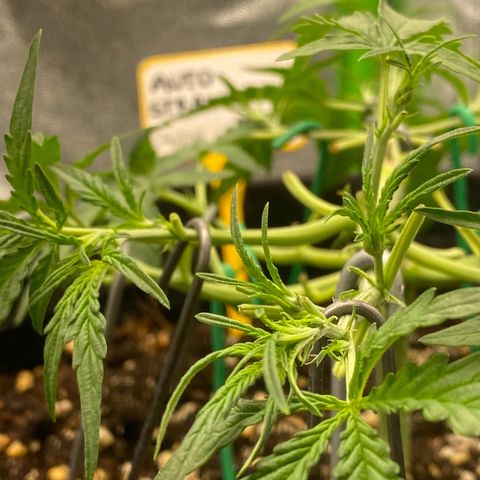 Strawberry Gum growlog timeline photo