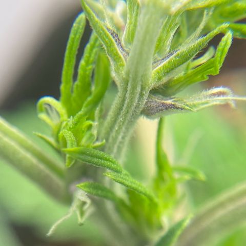 FastBerry growlog timeline photo