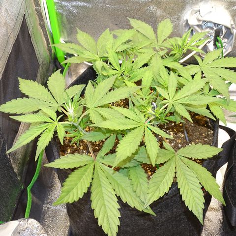 FastBerry growlog timeline photo
