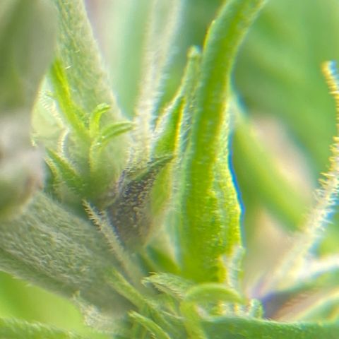 FastBerry growlog timeline photo