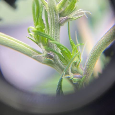 FastBerry growlog timeline photo