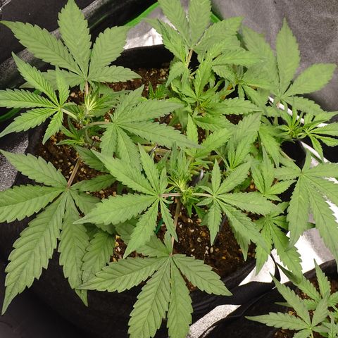 FastBerry growlog timeline photo