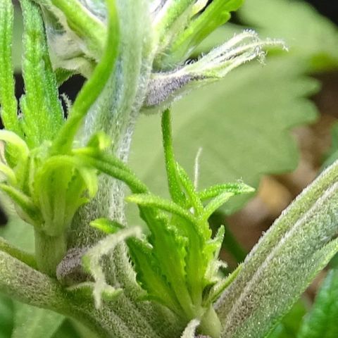 FastBerry growlog timeline photo