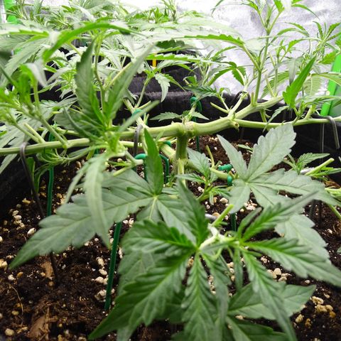 Strawberry Gum growlog timeline photo