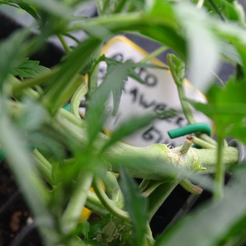 Strawberry Gum growlog timeline photo