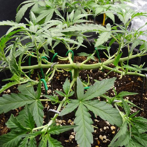 Strawberry Gum growlog timeline photo