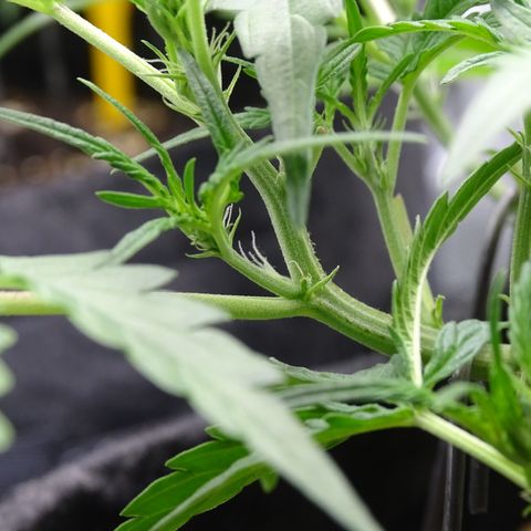 Strawberry Gum growlog timeline photo