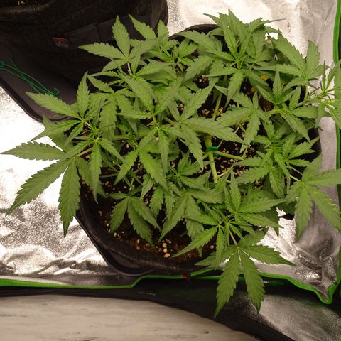 Strawberry Gum growlog timeline photo