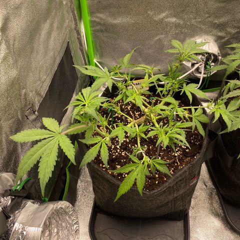 FastBerry growlog timeline photo