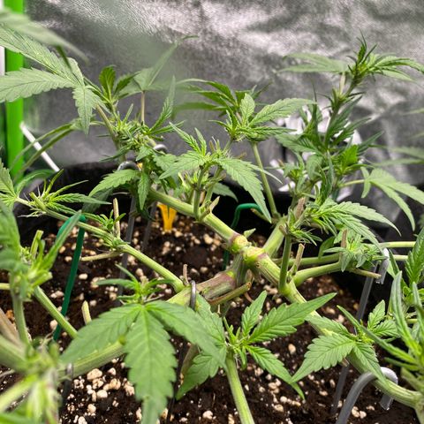 FastBerry growlog timeline photo