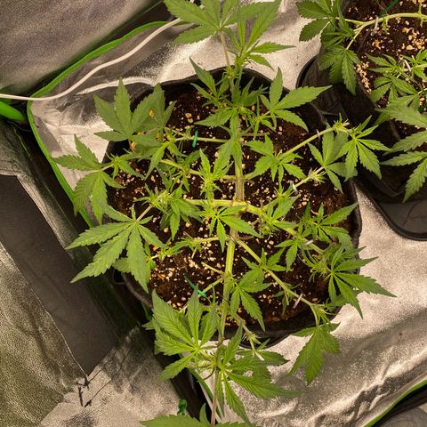 FastBerry growlog timeline photo