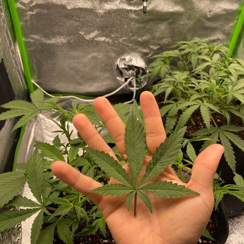 FastBerry growlog timeline photo