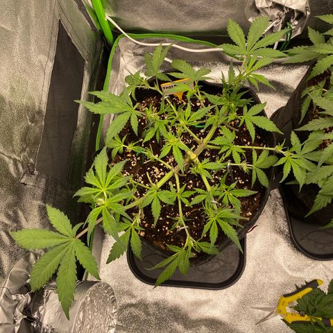 FastBerry growlog timeline photo