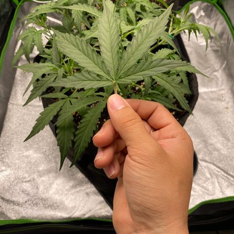 Strawberry Gum growlog timeline photo