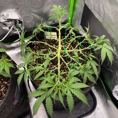 Strawberry Gum growlog timeline photo