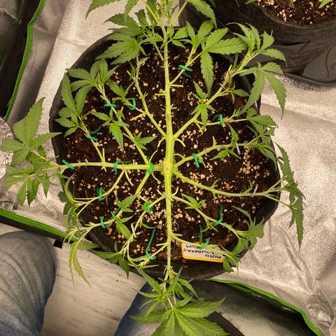 Strawberry Gum growlog timeline photo