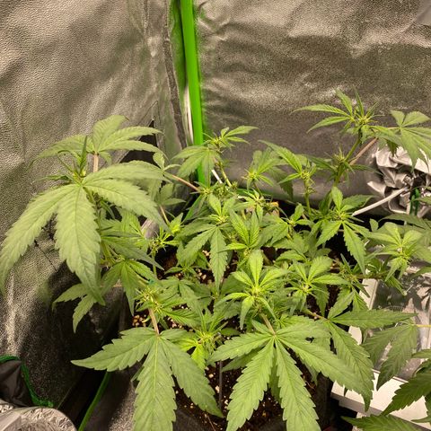 FastBerry growlog timeline photo