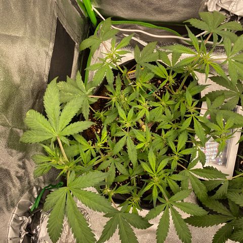 FastBerry growlog timeline photo