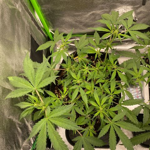 FastBerry growlog timeline photo
