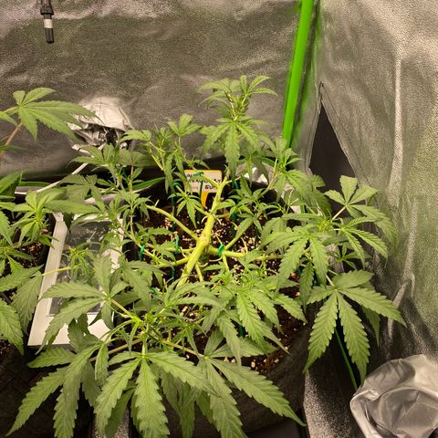 Strawberry Gum growlog timeline photo