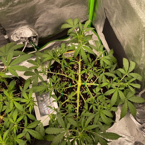 Strawberry Gum growlog timeline photo