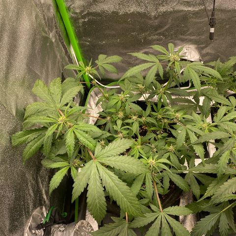FastBerry growlog timeline photo