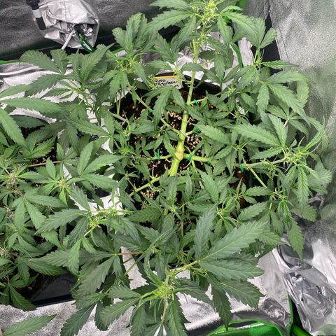 Strawberry Gum growlog timeline photo
