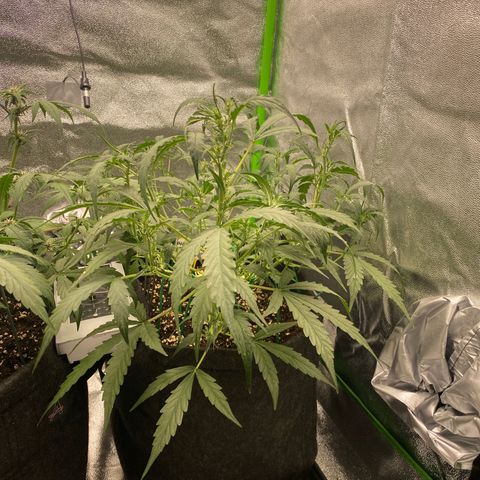 Strawberry Gum growlog timeline photo