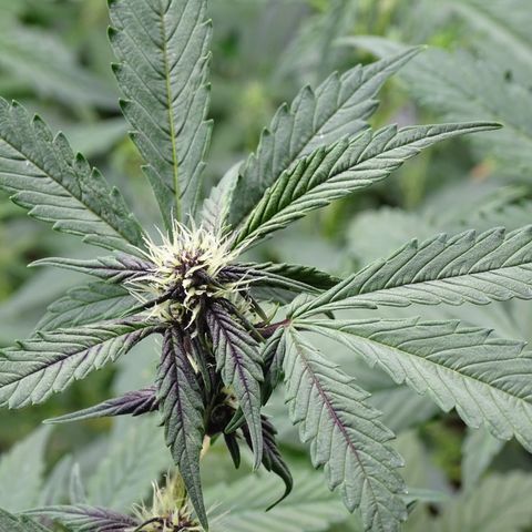 FastBerry growlog timeline photo
