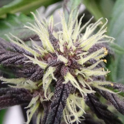 FastBerry growlog timeline photo