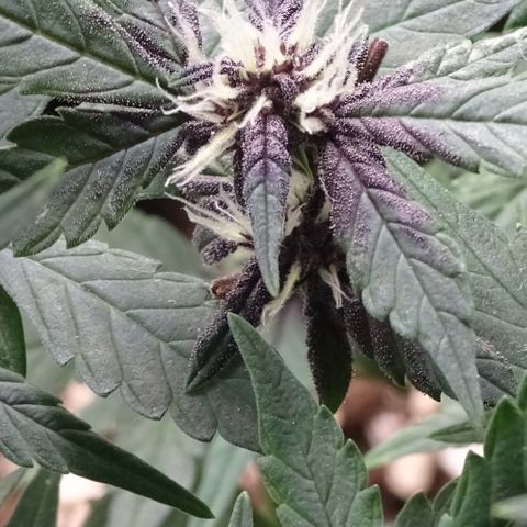 FastBerry growlog timeline photo