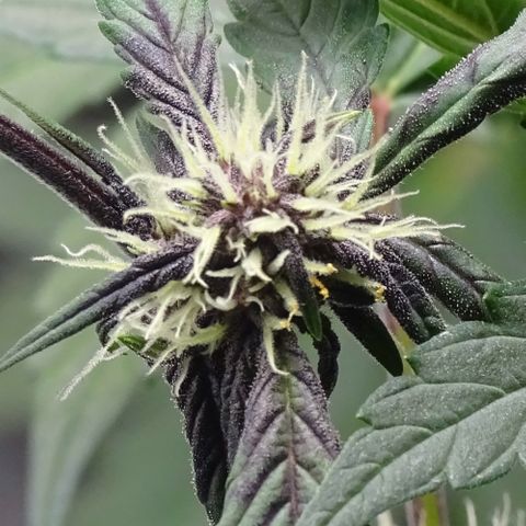 FastBerry growlog timeline photo
