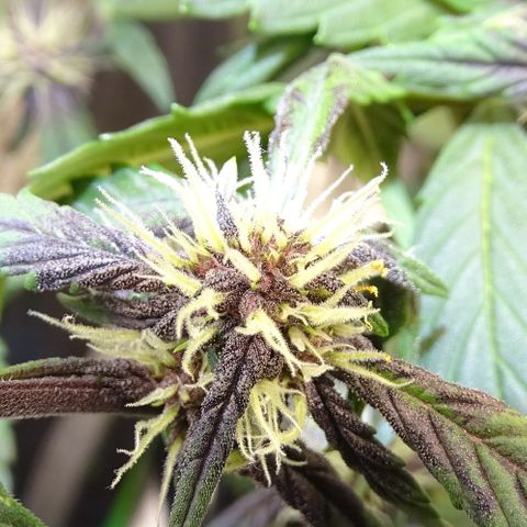 FastBerry growlog timeline photo