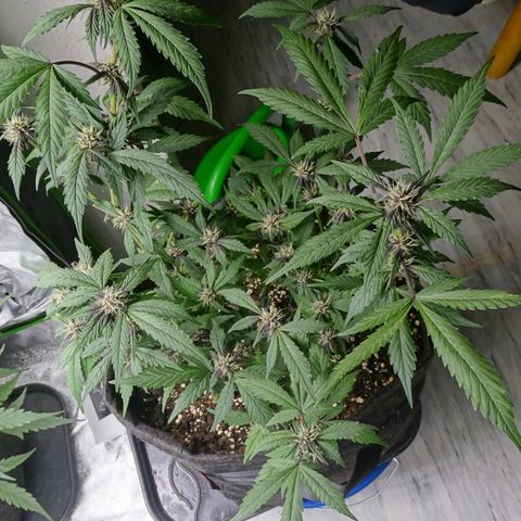 FastBerry growlog timeline photo