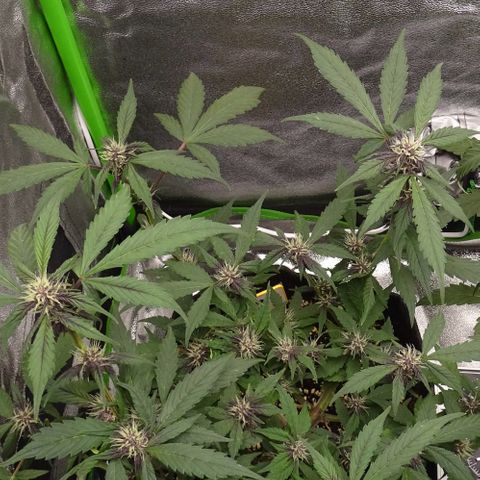 FastBerry growlog timeline photo