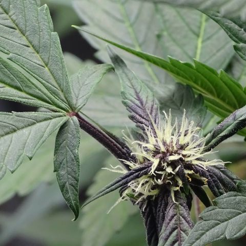 FastBerry growlog timeline photo