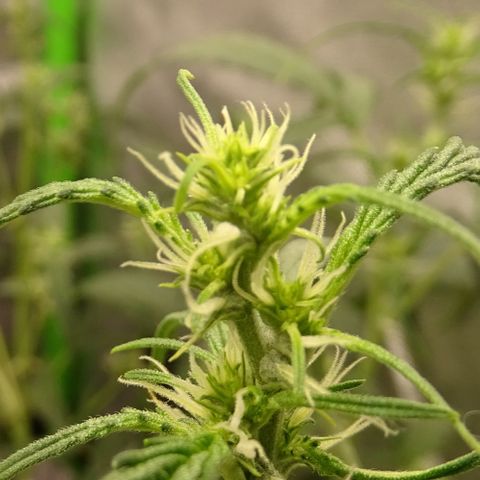 Strawberry Gum growlog timeline photo
