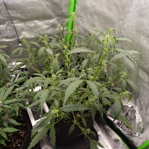 Strawberry Gum growlog timeline photo