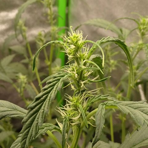 Strawberry Gum growlog timeline photo