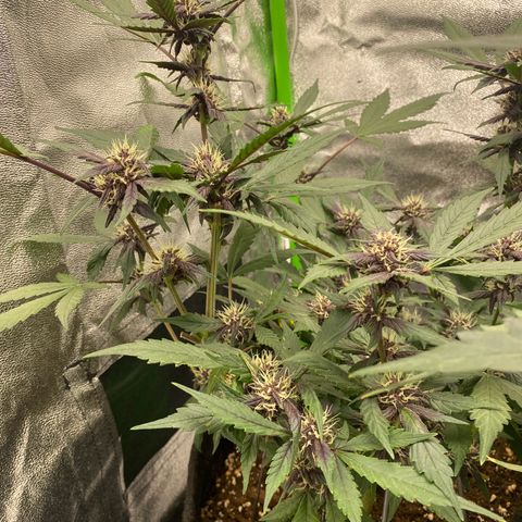 FastBerry growlog timeline photo